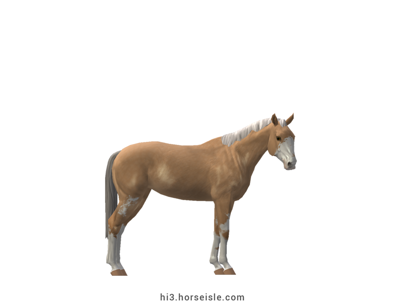 Danish Sport Pony Dunalino Sabino Coat